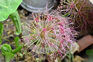 End of Scadoxus multiflorus flora