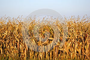 End-of-Season Field Corn