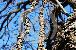 END STRANDS OF EPIPHYTE ROOTS LODGED IN A TREE