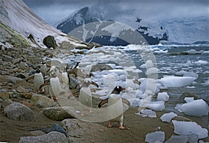 Gentoo penguins headed out to sea at the end of summer, Neko Harbour, Antarctica photo