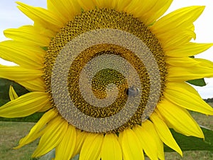 An industrious bumblebee gathers sweet nectar in a generous sunflower.