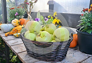 Fall harvest, pumpkins and squash, arrangement for seasonal background
