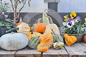 Fall harvest, pumpkins and squash, arrangement for seasonal background