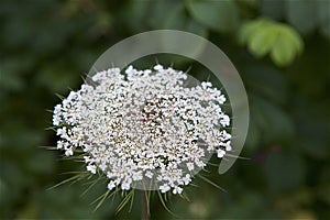 End of Summer Queen Anne`s Lace