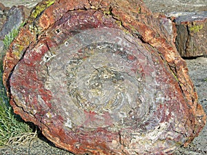 End view of a petrified log.