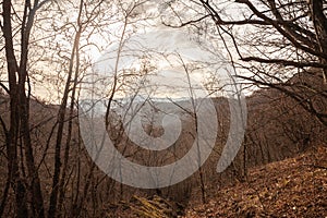 End of winter landscape in Vrelo Grze, Serbia, showing a barren forest with leafless trees and a tranquil, overcast sky photo