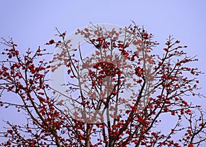 At the end of winter, the shimul tree is full of shimul flowers