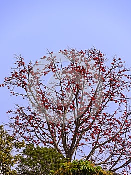 At the end of winter, the shimul tree is full of shimul flowers