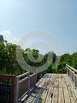 end of wooden bridge in mangrove forest