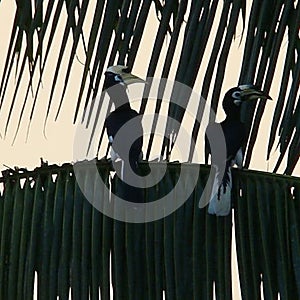 The endanger hornbill couple in Sabahmas.. the latepost