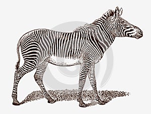 Endangerd Grevys zebra, equus grevyi in profile view photo