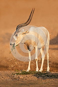 Endangered addax or white antelope