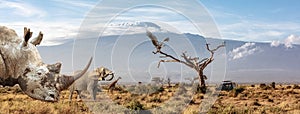 Endangered African Animals Web Banner photo