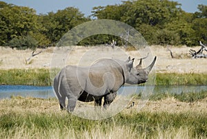 Endangered African Black Rhino photo