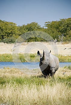 Endangered African Black Rhino photo