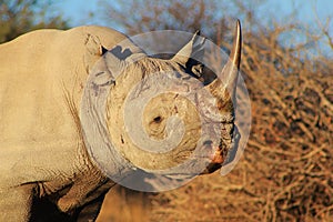 Endangered African black Rhino