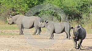 Endangered African black Rhino - Fortress 2