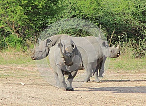 Endangered African black Rhino - Fortress