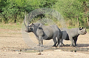 Endangered African black Rhino - Grey Tank