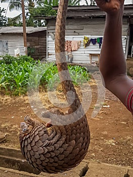 Endangered African pangolin being held up for sale by poacher at side of road, Cameroon, Africa