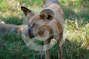Endangered African Wild Dog in Botswana