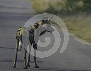 Endangered African wild dog during safari in kruger