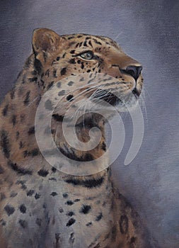 Endangered amur leopard portrait painted with oils on canvas