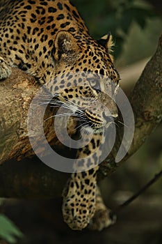 Endangered amur leopard resting on a tree in the nature habitat