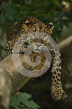 Endangered amur leopard resting on a tree in the nature habitat