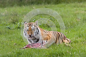 Endangered Amur tiger