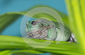 Andean marsupial frog 3 photo