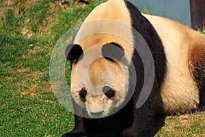 Endangered animal Giant Panda