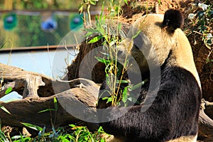 Endangered animal Giant Panda