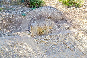 Endangered animlas at conservation zoo, Montpellier, France