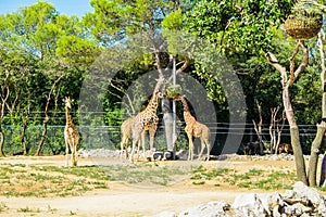 Endangered animlas at conservation zoo, Montpellier, France