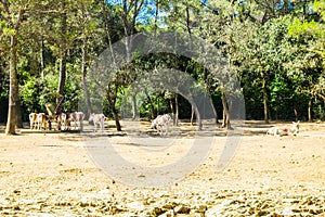 Endangered animlas at conservation zoo, Montpellier, France