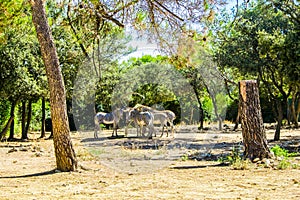 Endangered animlas at conservation zoo, Montpellier, France