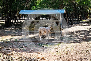 Endangered animlas at conservation zoo, Montpellier, France