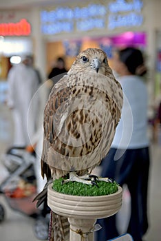 Endangered Arab Saker Falcon