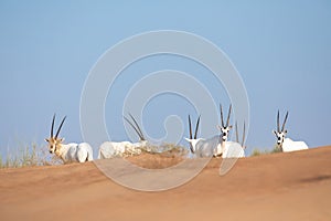 Endangered arabian oryx in desert landscape.