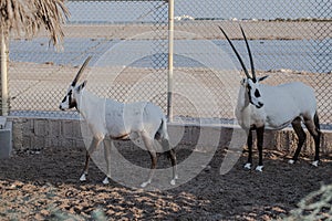 Endangered arabian oryxes Oryx leucoryx in qatar park Conservation Reserve