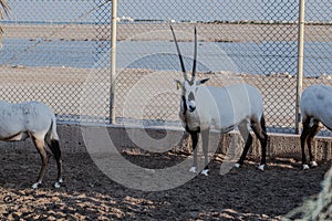 Endangered arabian oryxes Oryx leucoryx in qatar park Conservation Reserve