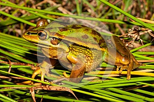 Golden Bell Frog