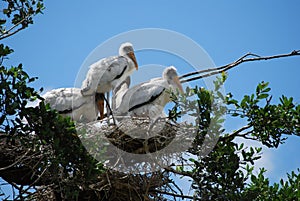 Endangered Baby Wood Storks photo