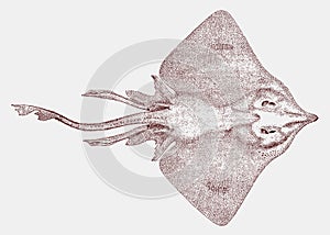 Endangered barndoor skate from the western atlantic ocean in top view photo