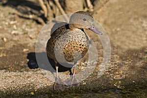 The endangered Bernier's Teal, Anas bernieri