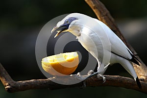 Endangered Bird - Bali Starling