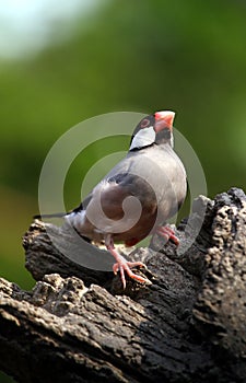 Endangered Bird - java sparrow