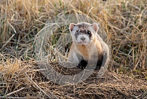 An Endangered Black-footed Ferret in the Grasslands