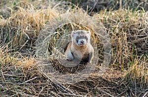 An Endangered Black-footed Ferret in a Prairie Dog Town